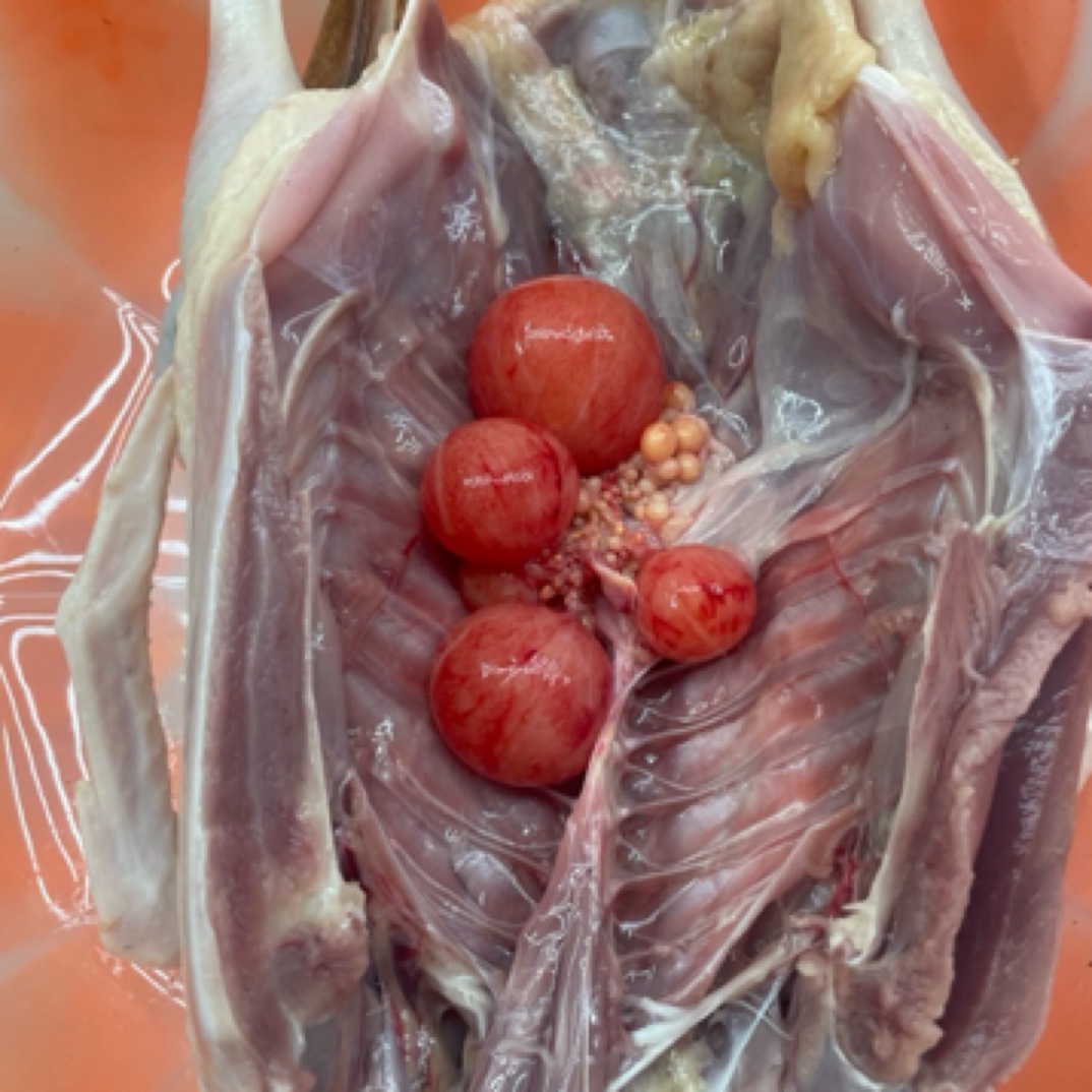 鲜鸭麻鸭稻田麻鸭两年老蛋鸭