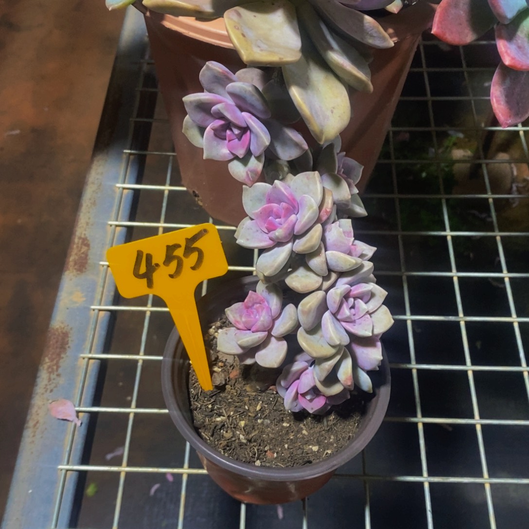 玉***函紫乐455。            