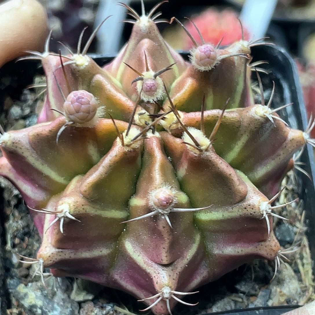 实生根系，皮色梦想米哈
