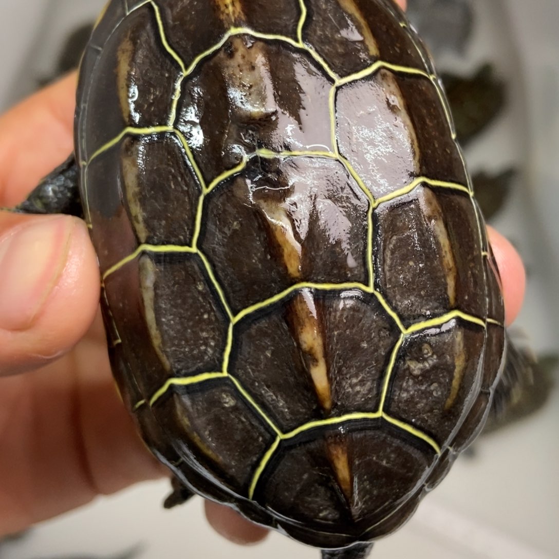 中华草龟不分公母