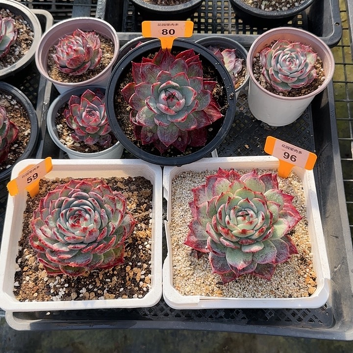 小***一80，96，59 惊鸿仙子多肉植物