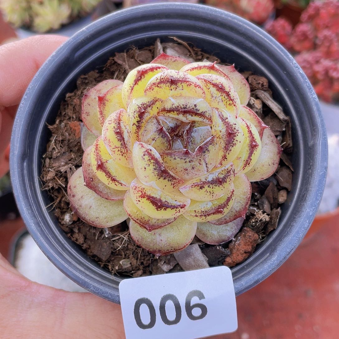 006 多肉植物多肉