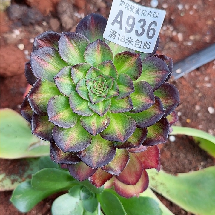 多肉法师海王七彩