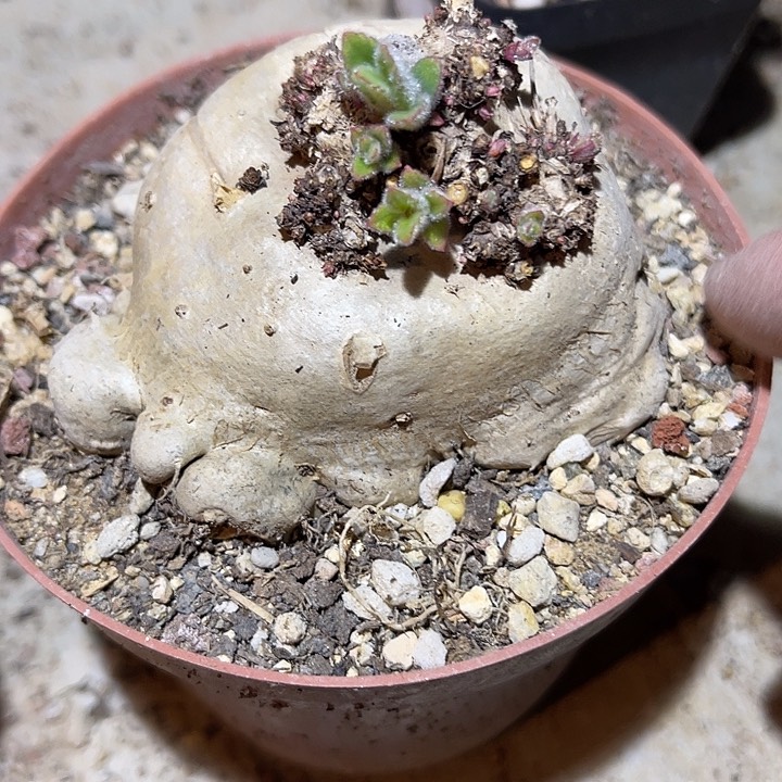 满38包邮2天凑单，脱土晾根发货多肉植物断崖香妃