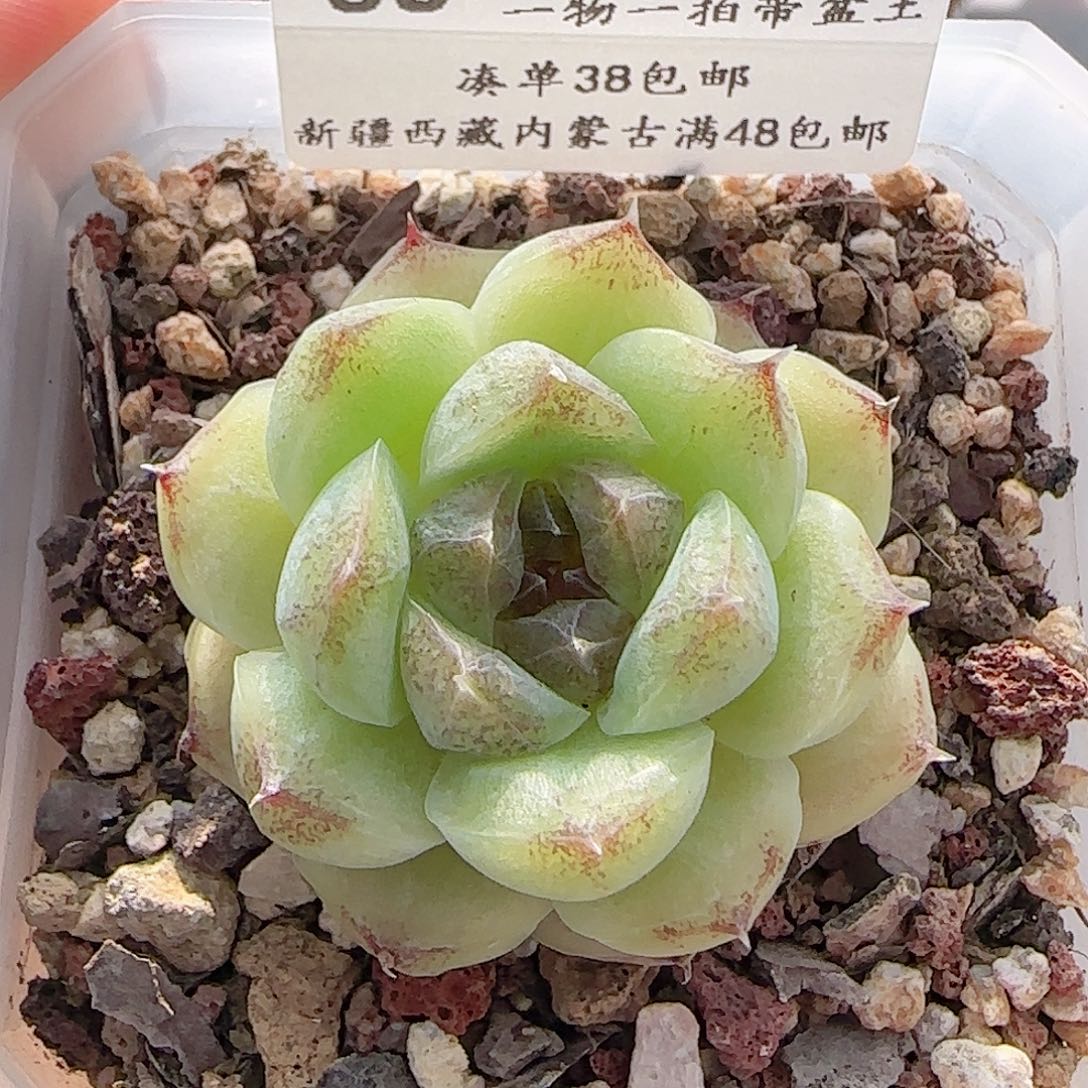 多肉0707-88黑水晶玫瑰