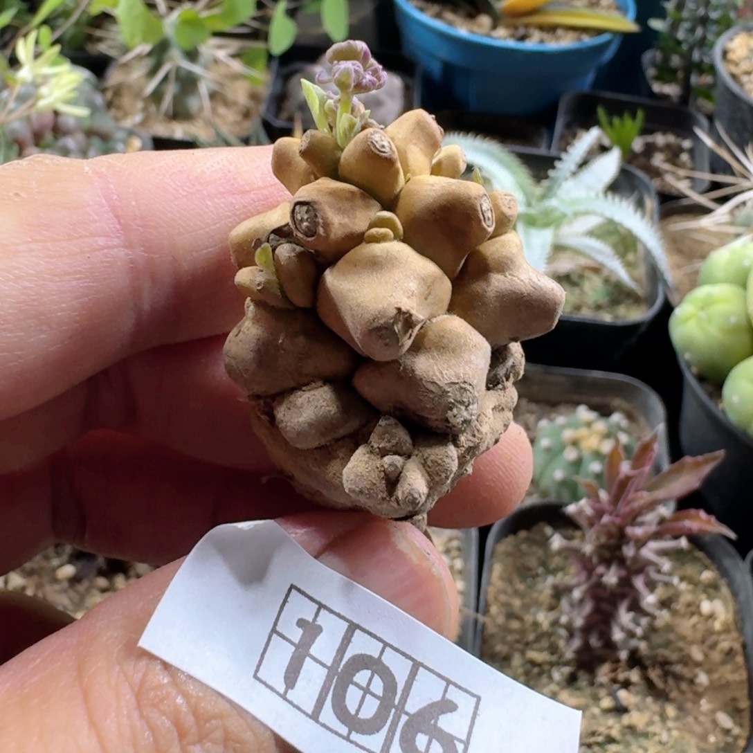 106蛮鬼塔脱土发货