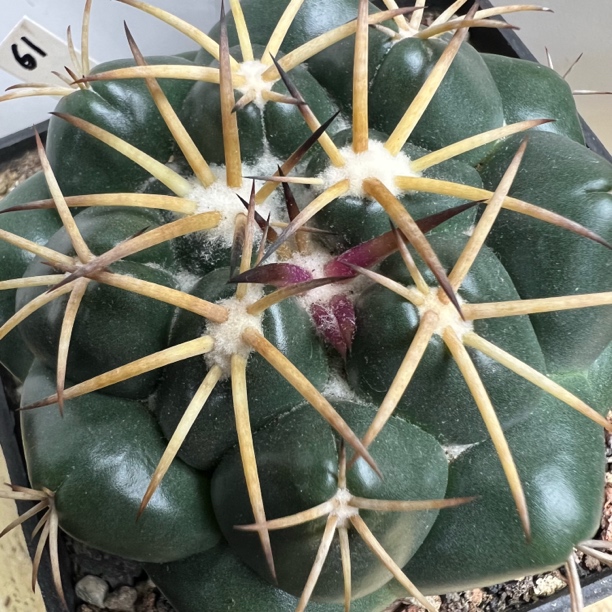 粗豪刺安宅象牙实生仙人球多肉植物防辐射适合阳台桌面绿植盆栽