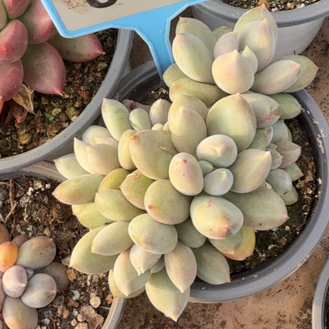 哥特一物一拍092.