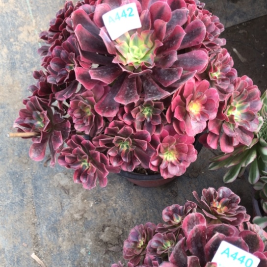 幸***载无花朵美杜莎法师多肉植物442海