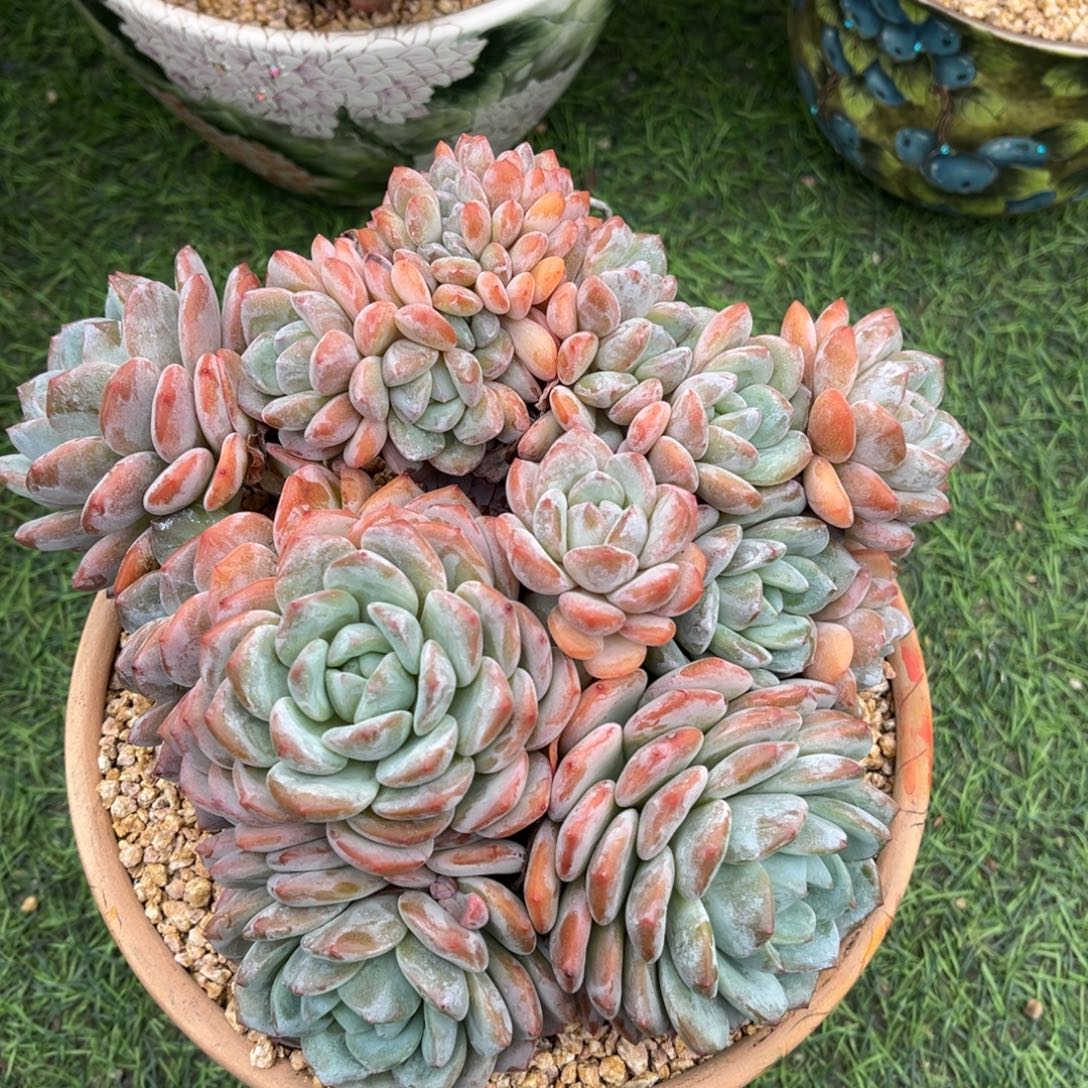 梦之雪树一物一拍