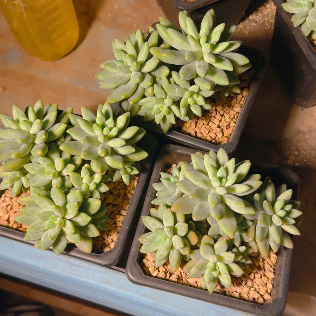 阿蒂斯托对肉123567789