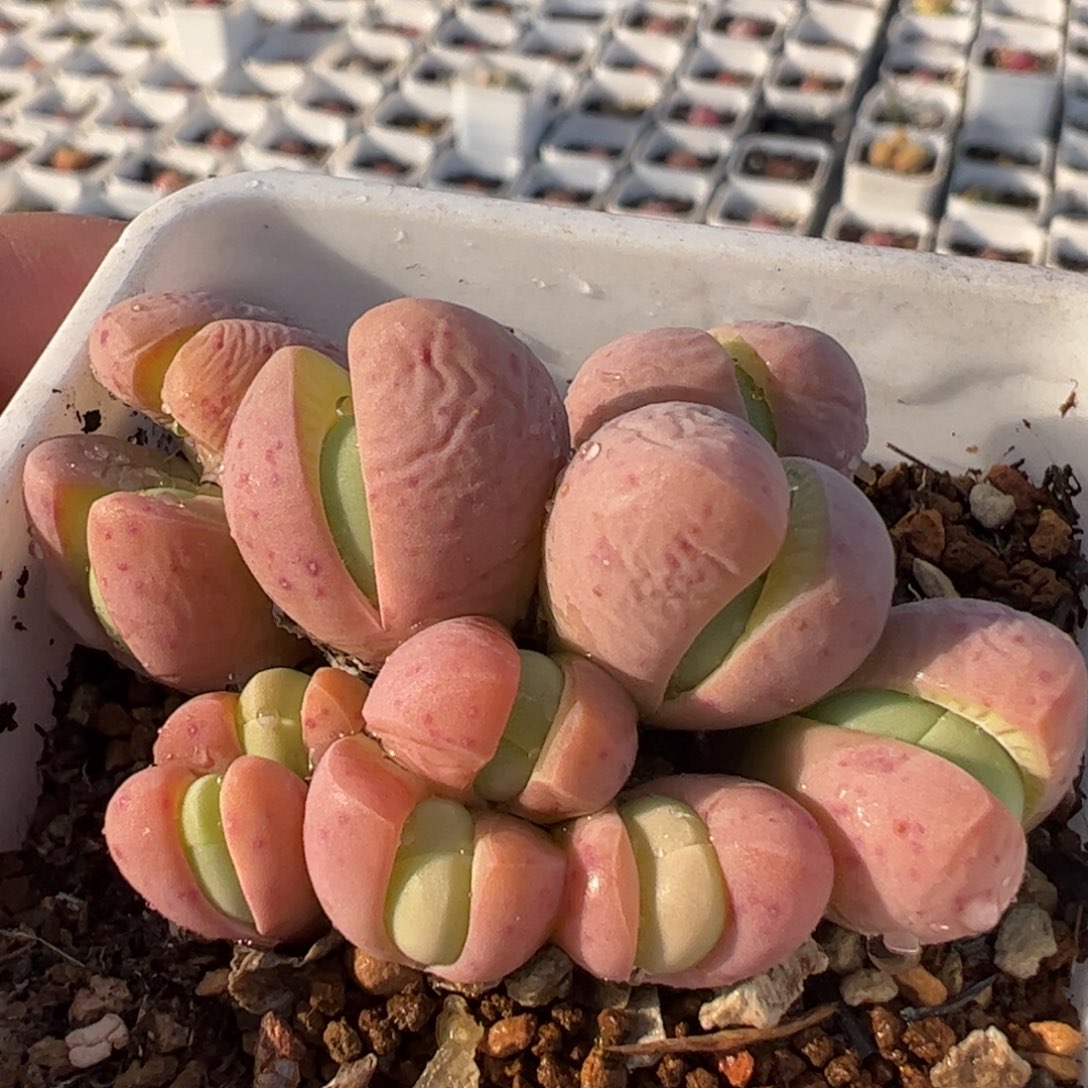 粉拳头带杆母本多肉植物百科