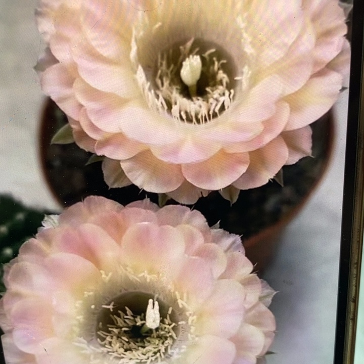 彩草重花8公分左右干皮