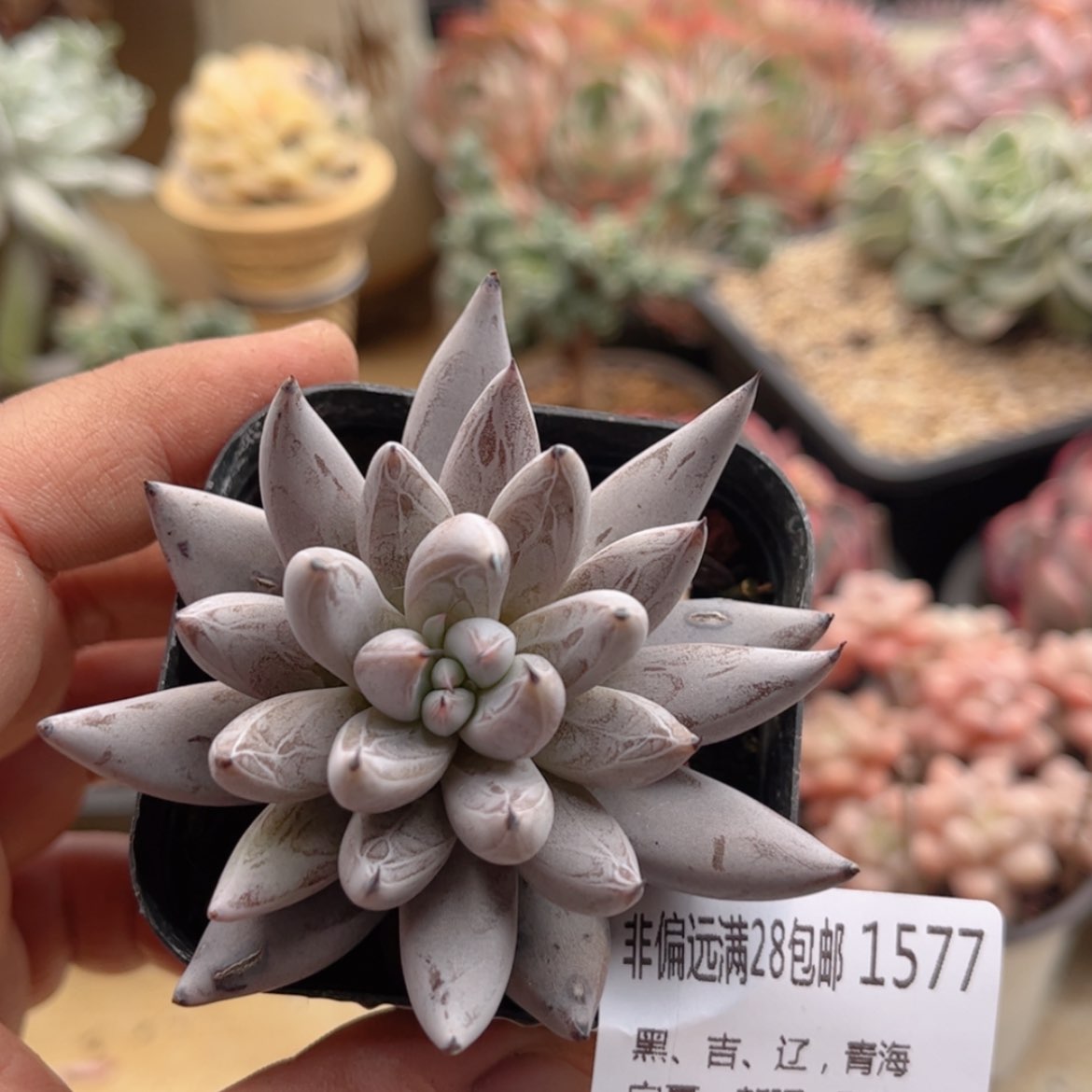 【闪购商品】1577魔抓