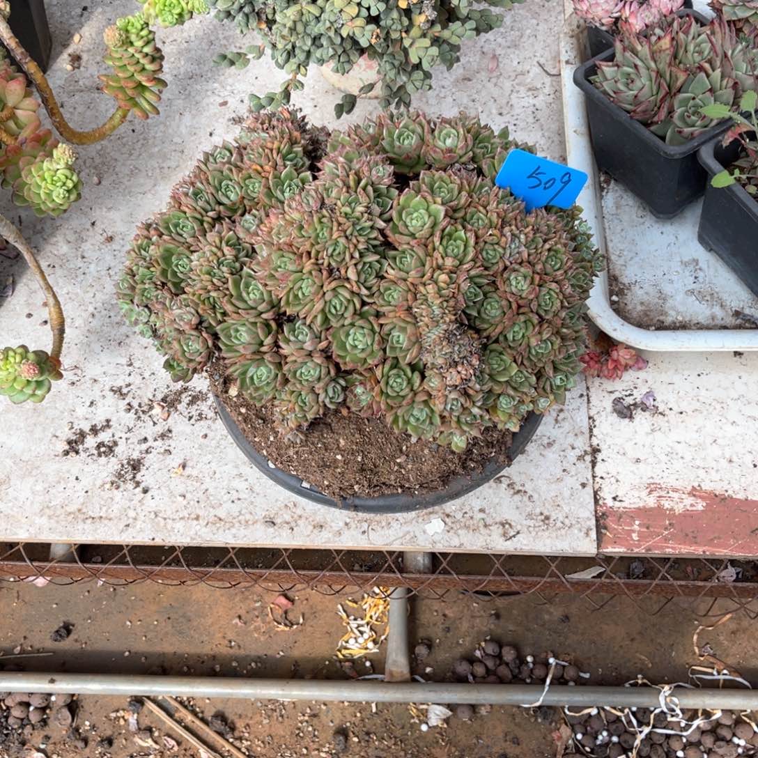 男****）509白玫瑰缀化