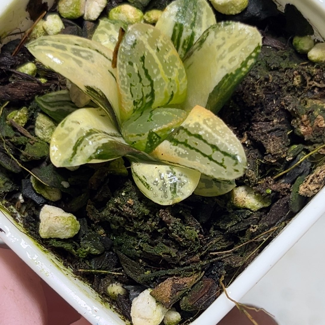 十二卷多肉植物1723万华镜