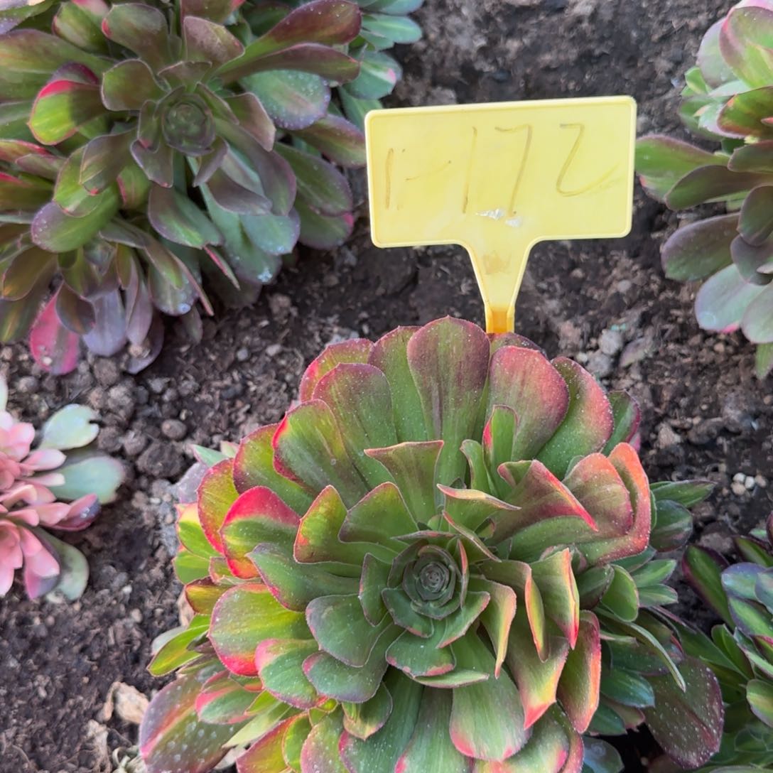 1-172+++多头多肉植物