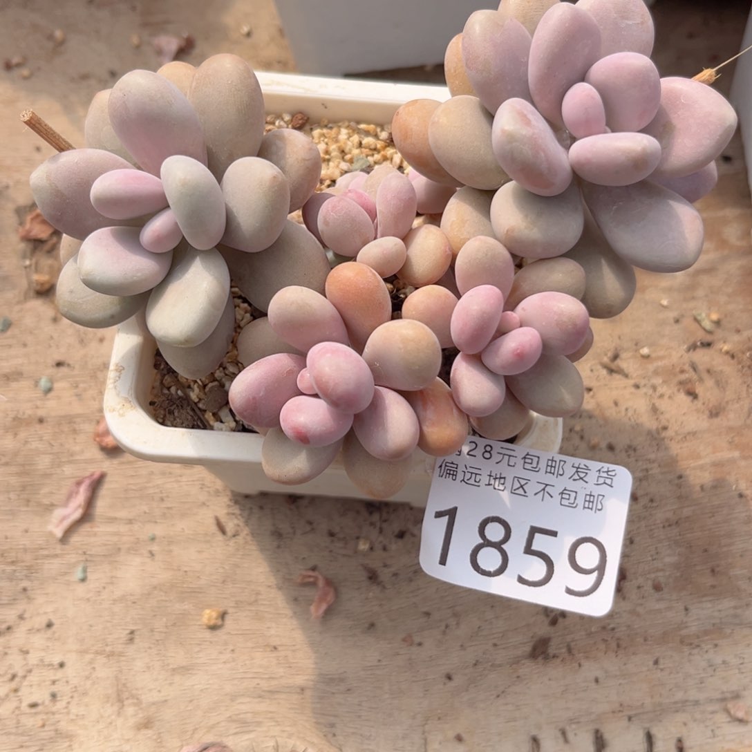 1859、b x n d b b