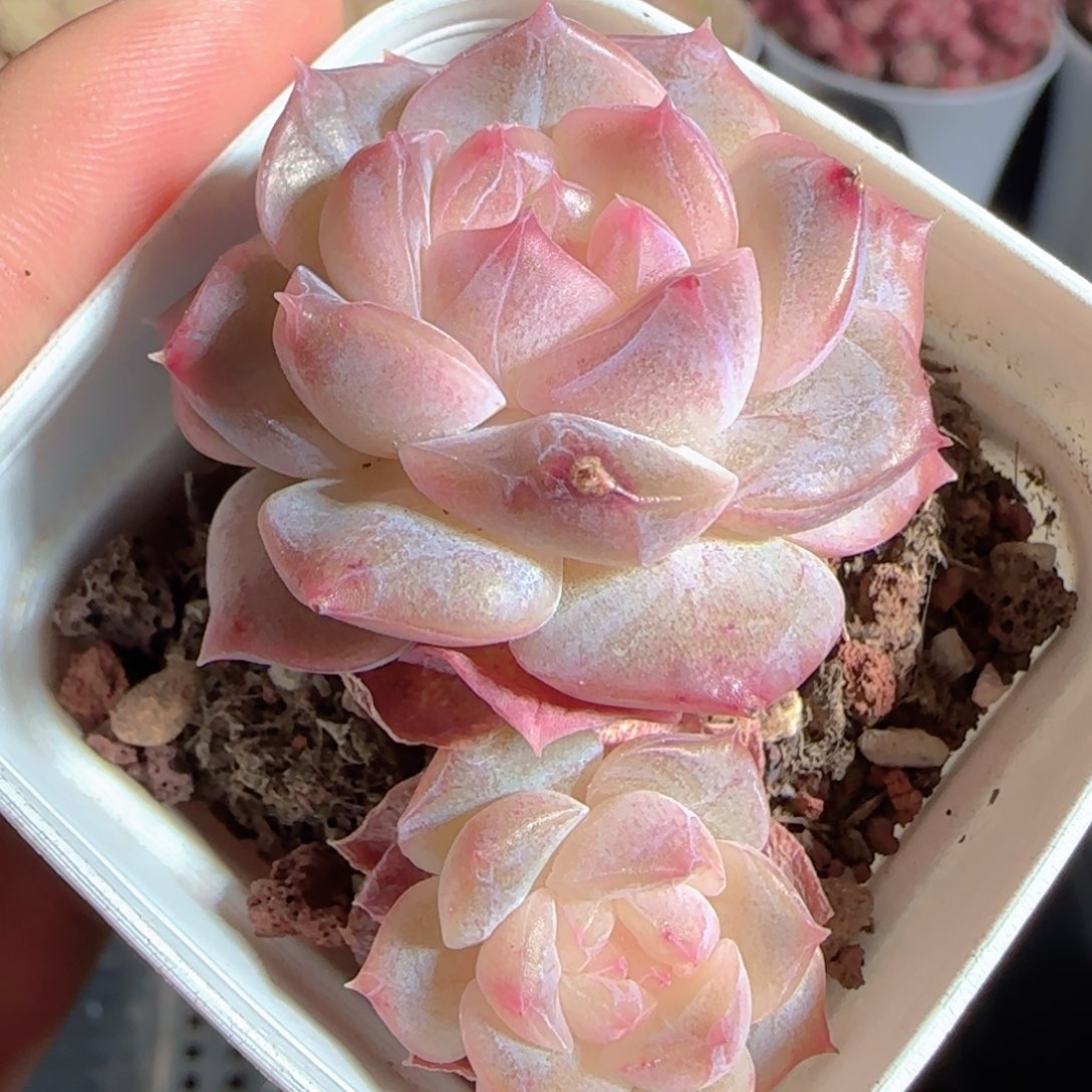 多肉1224-47福利福利