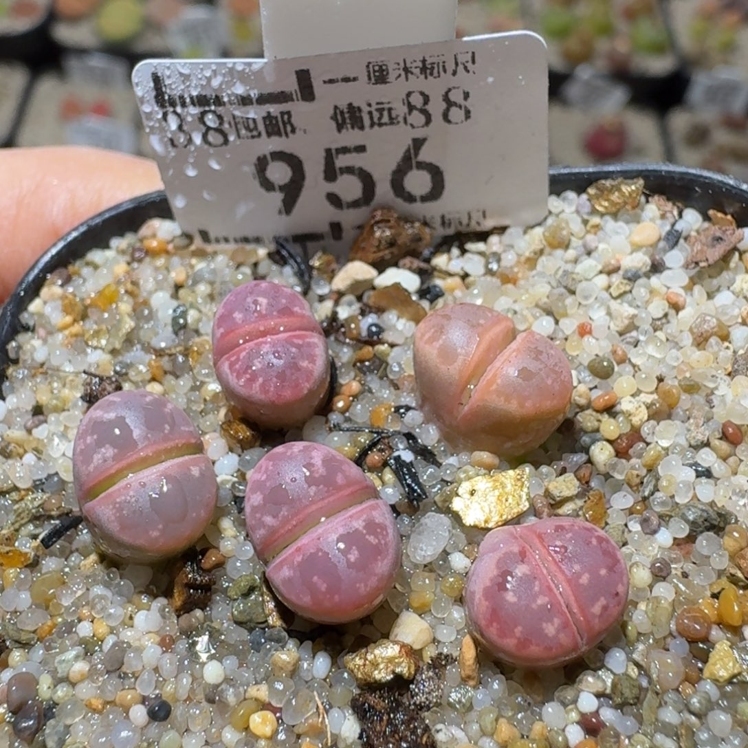 Sss精品生石花 956
