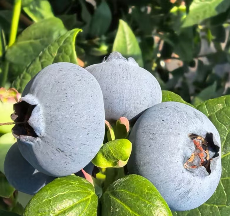 巨无霸 云南花香蓝莓 新鲜应季水果 抚仙湖基地直发