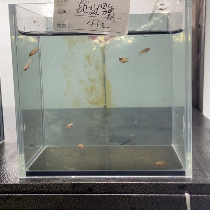 斗鱼包活不包损所见即所得513