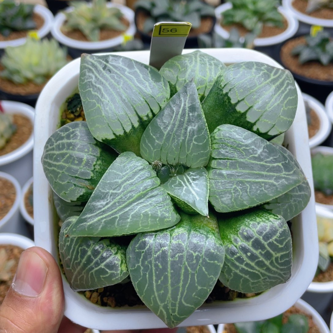 水晶101巨大化母本