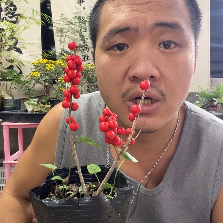 @***金以实际为准盆景绿植盆栽34