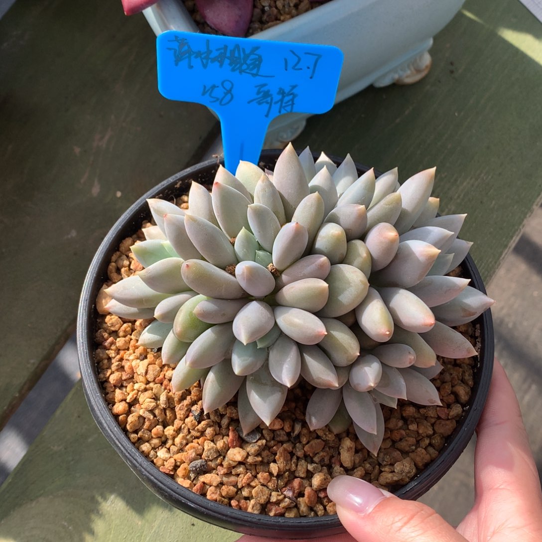 萍***逢我们家的小仙女们