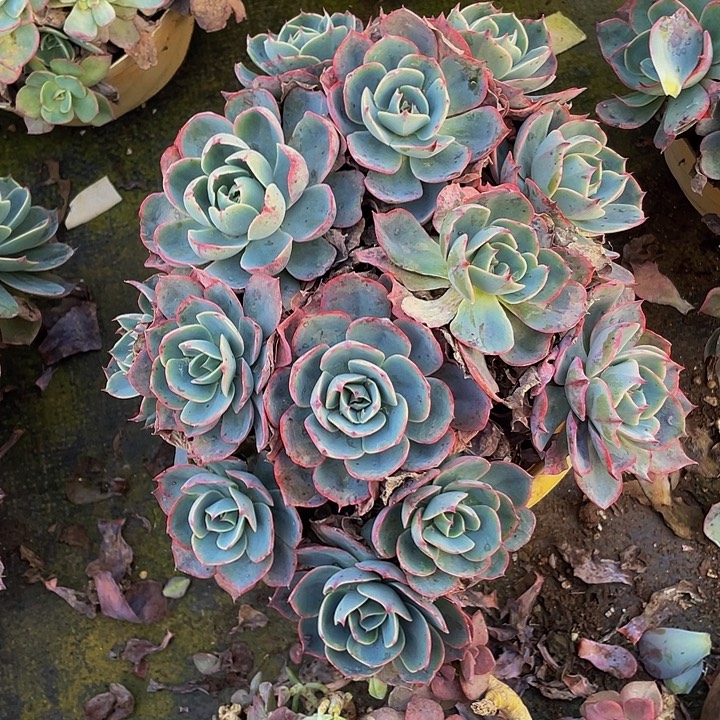 阿美星带盆土19.8多肉