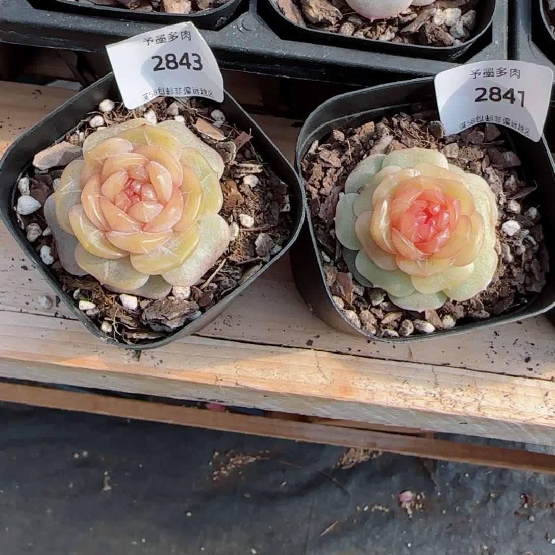 火*侠2843 2841多肉植物