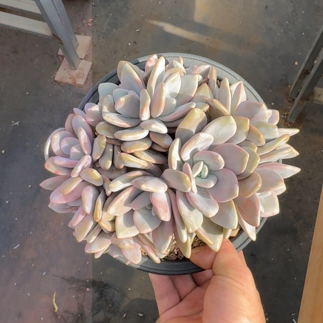 20厘米的尺寸一物一拍的