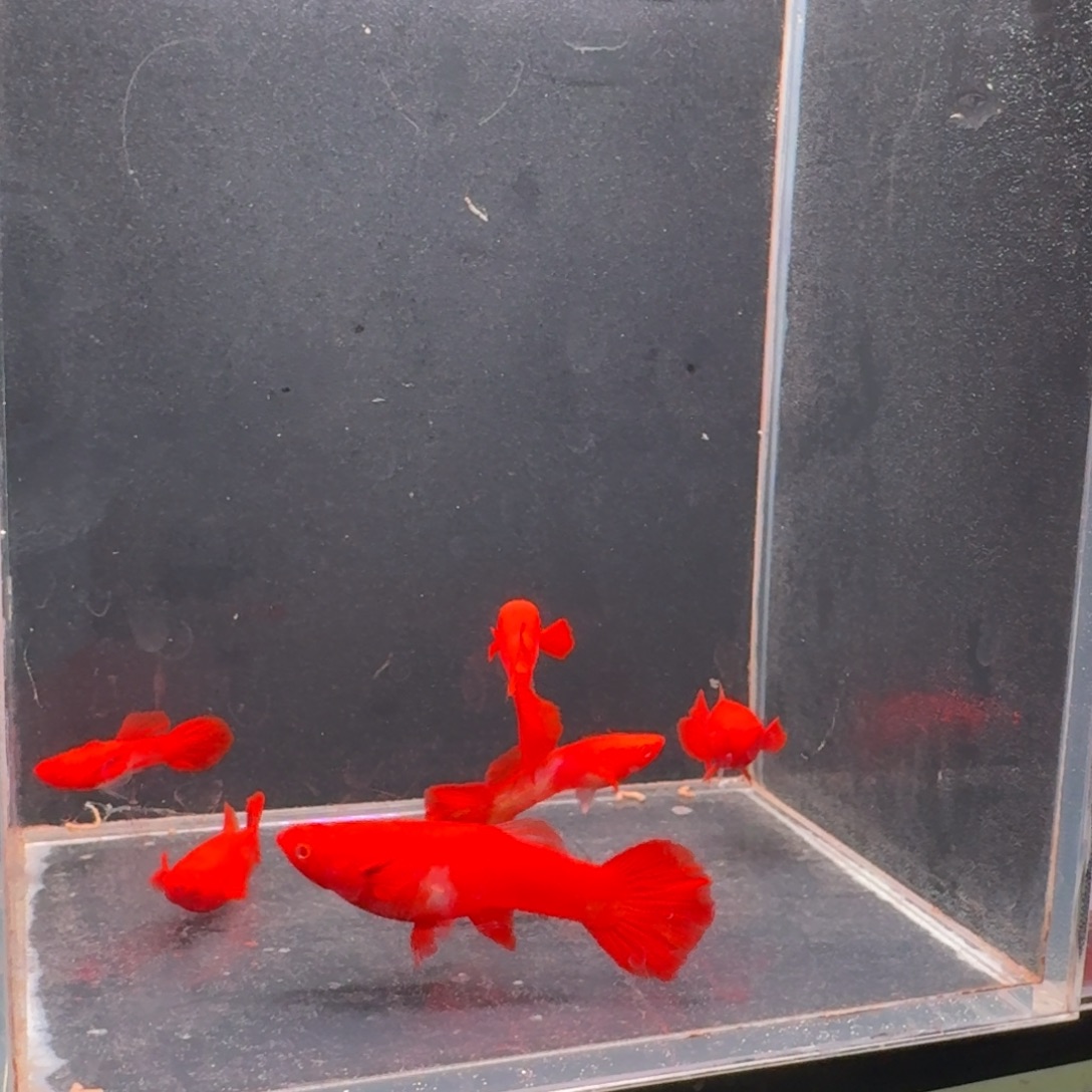 孔雀鱼通背包肚3对送一对小号