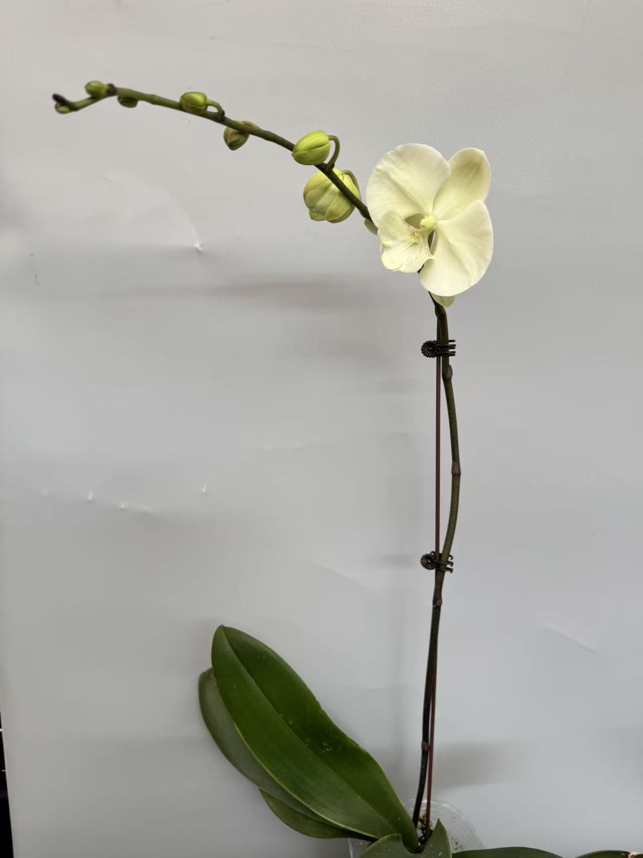 蝴蝶兰【冰雕翡翠】昆明直发