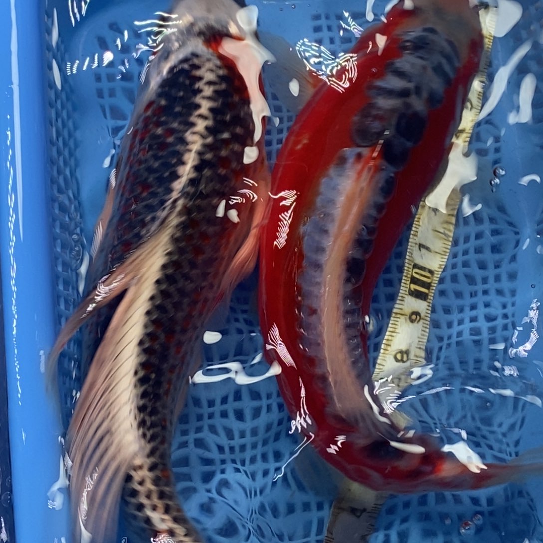 锦鲤冷水锦鲤包邮