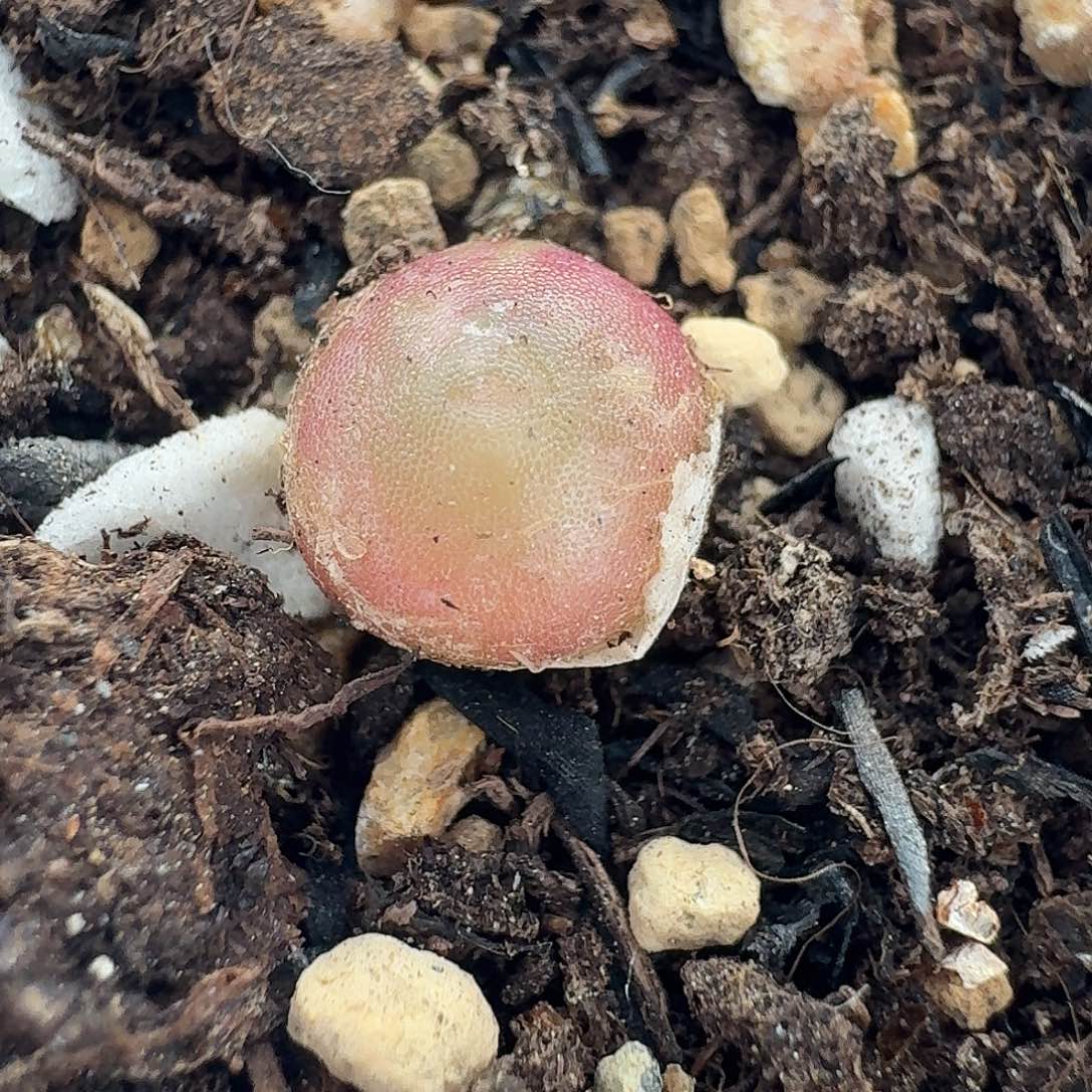 老马生石花哈默1016