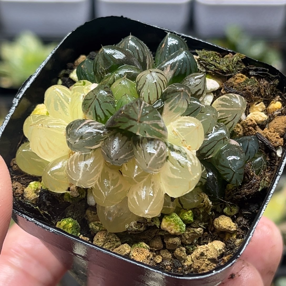 275多头龙爪玉露锦