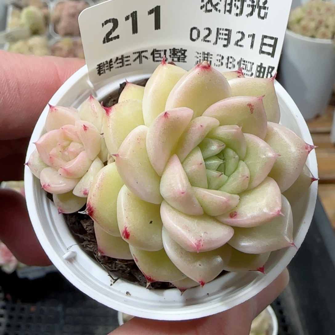 0221-211（M1-249-1）