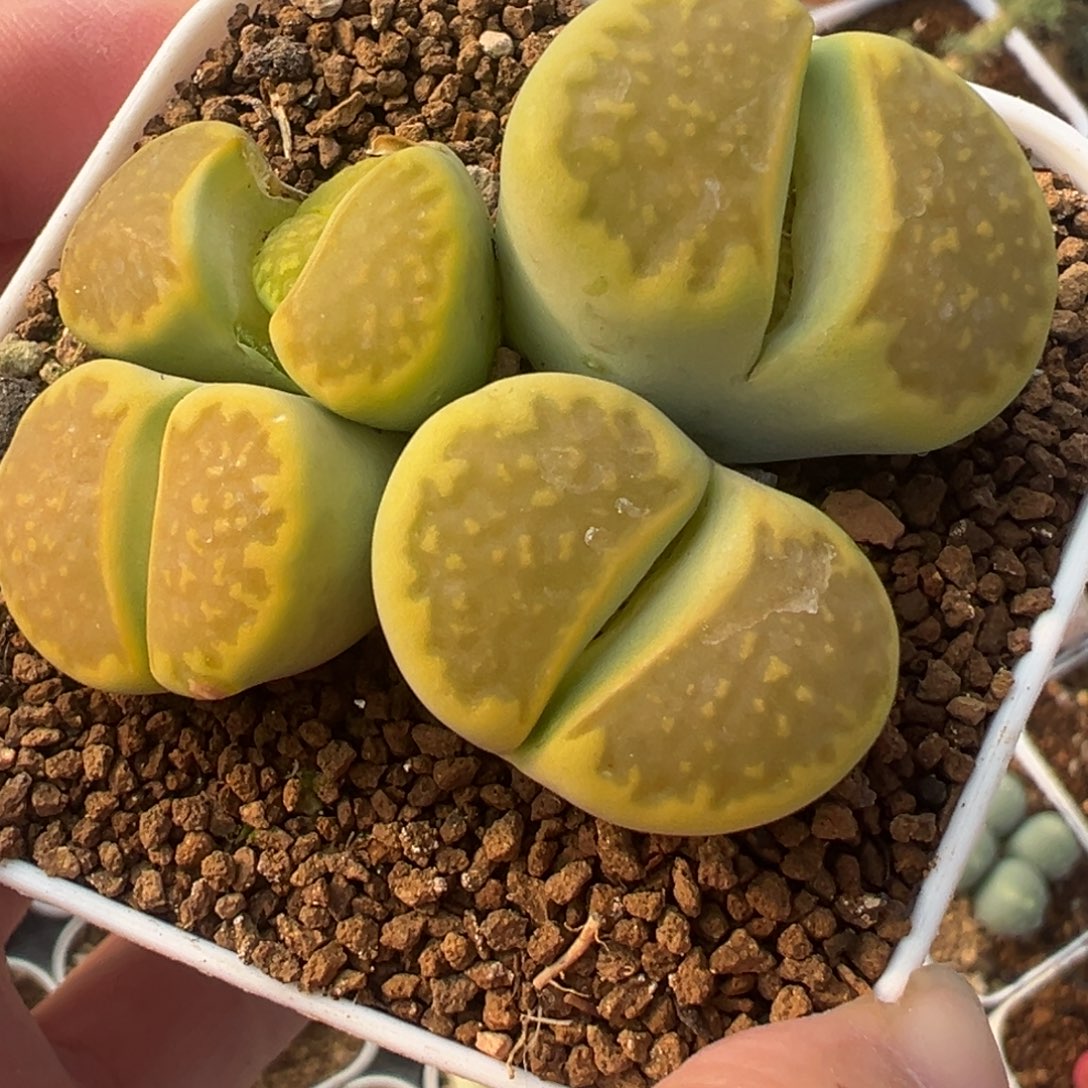 8年➕黄金巴黎群多肉植物