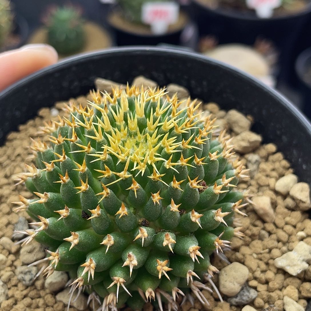 金刺琴丝仙人球多肉