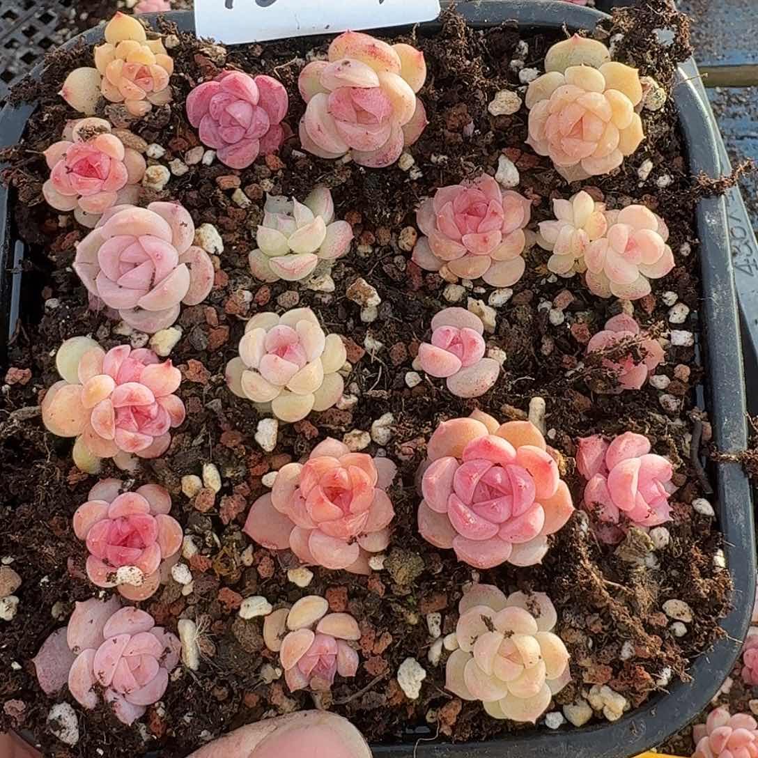 杂交新品珍妮多肉1621