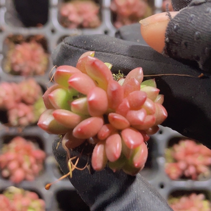 8精品红宝石2颗一组