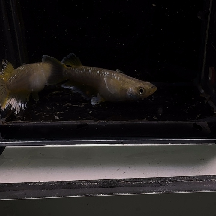 青鳉鱼一物一拍741