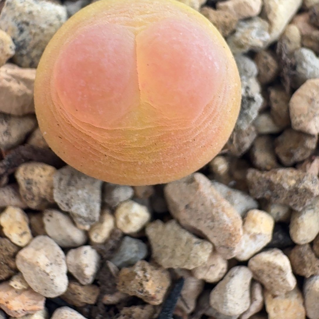 拉登一颗粉体尺寸1.25