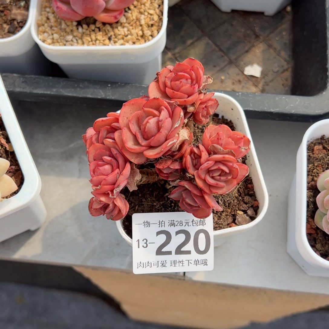 秀妍多肉多肉多肉多肉