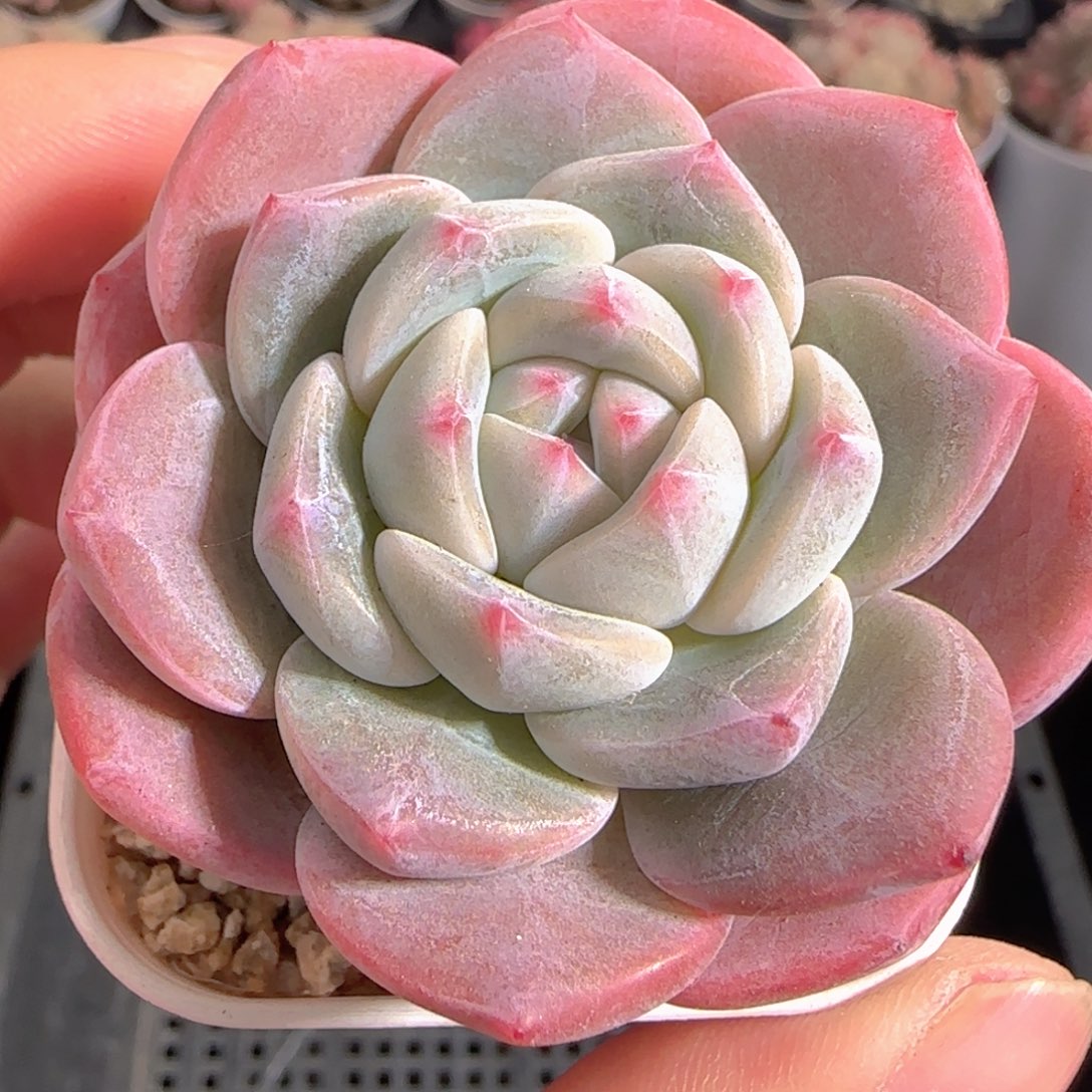 多肉1231-76福利福利