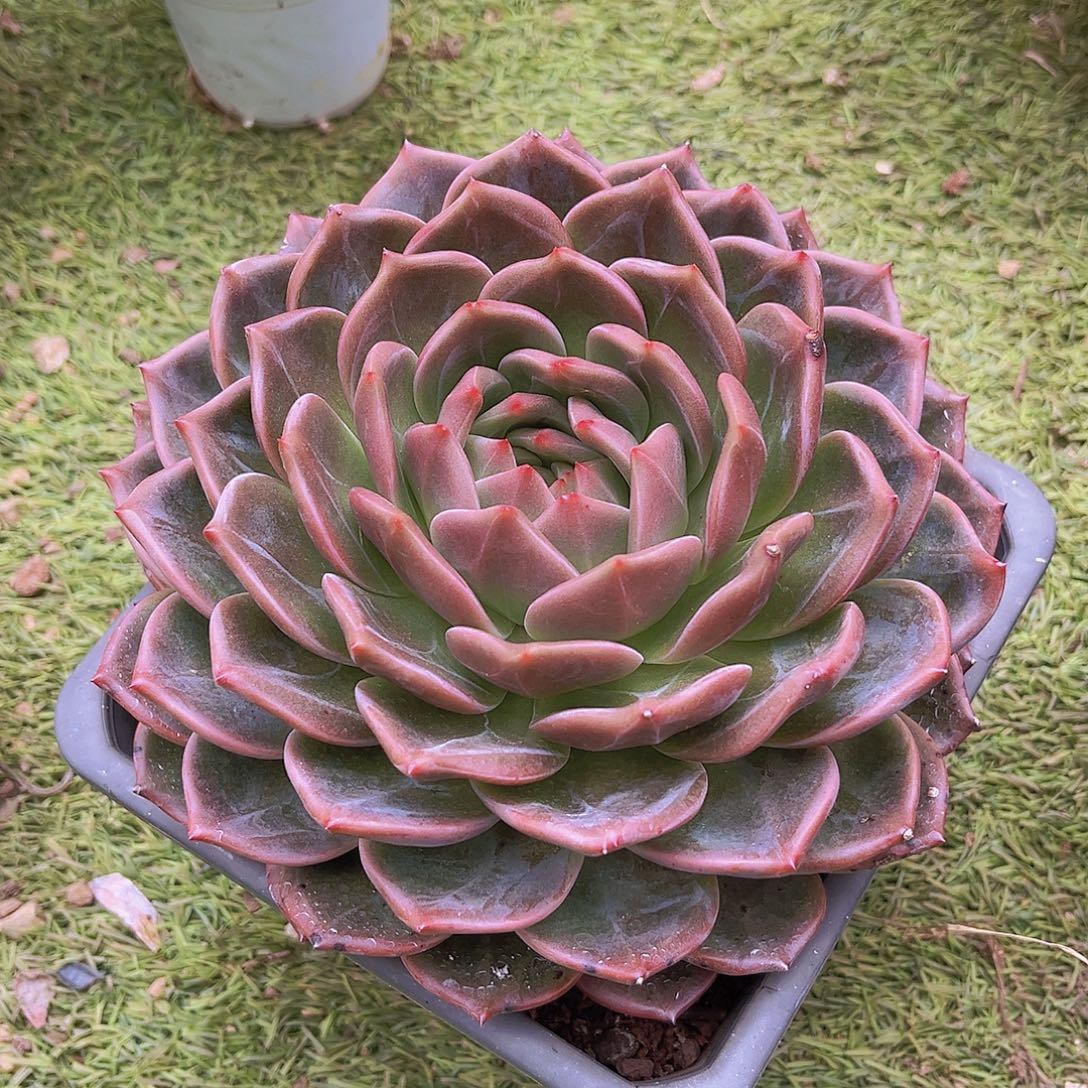 21公分9999999888999