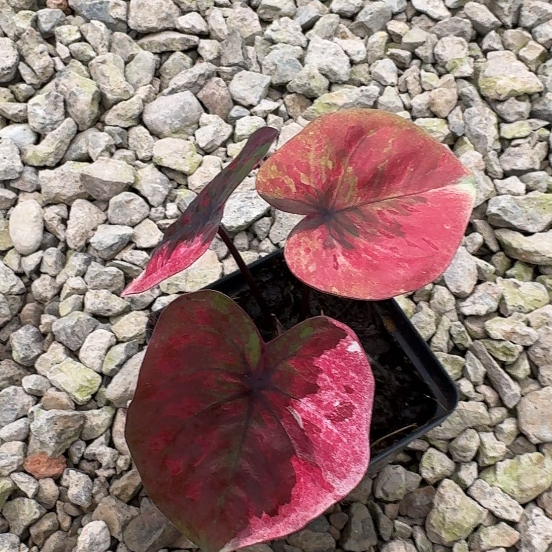 完全开放70路西法养定