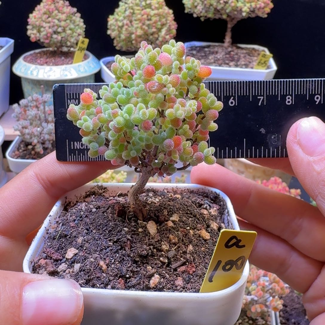 a100号橘子糖冠服5厘米左右