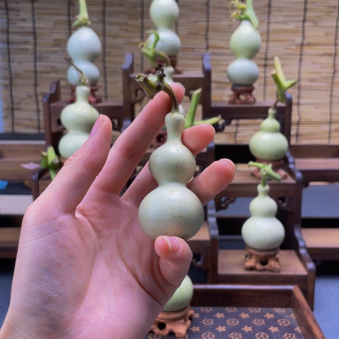 大***吉我是一只小小鸟地域文化特色